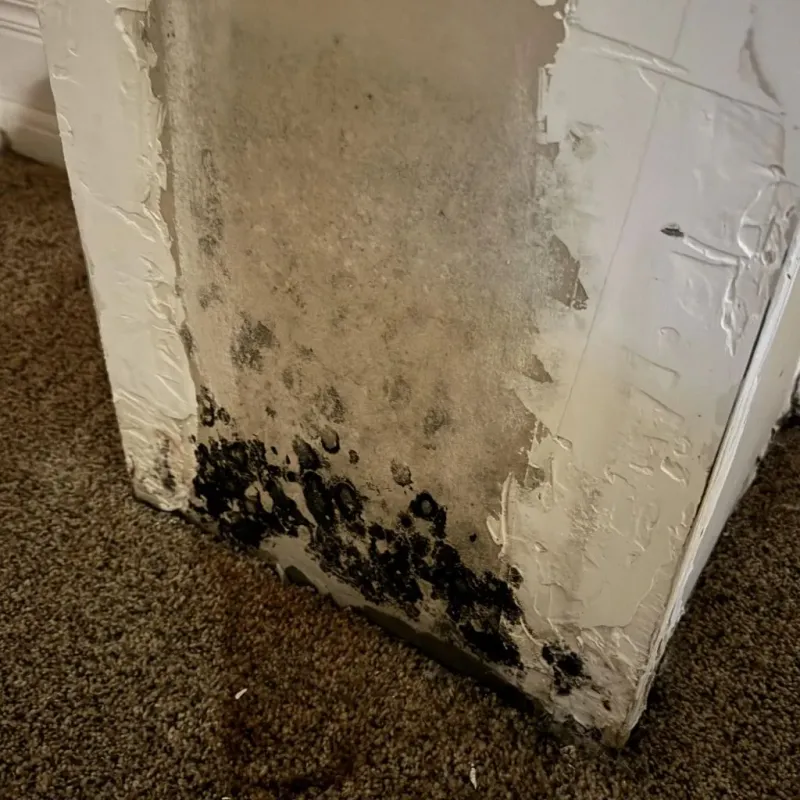 Professional Mold Removal in Richlands, NC